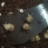 حلزون جوون ۳ سانتی به تعداد زیادی موجود است