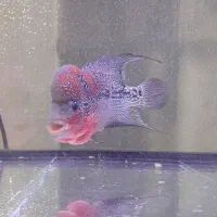 ماهی فلاور ماده|ماهی|شاهینشهر, شهرک گلدیس|دیوار