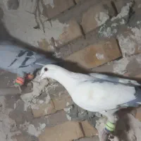 ۸تا‌کفتر|پرنده|تایباد, |دیوار