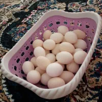 تخم مرغ