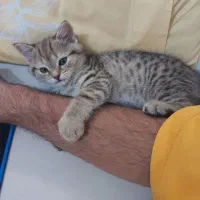 گربه میکس نر ۳ماهه