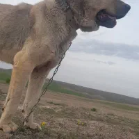 سگ عراقی دو ساله
