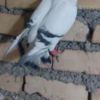 شامی عروسک نر