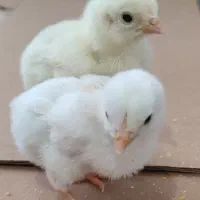 مرغ تخم گذار جوجه تخم مرغ نطفه دار