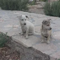 سگ اشپیز روباهی|سگ|مشهد, بهاران|دیوار