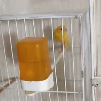 قناری ماده طلایی