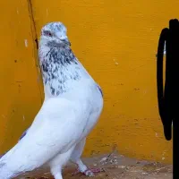 کبوتر غریب پرشی|پرنده|کوهدشت, |دیوار