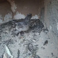 نوچه خروس|حیوانات مزرعه|کهک, |دیوار