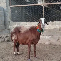 میش چینی قوچ بز بره کهره|حیوانات مزرعه|قیروکارزین, |دیوار