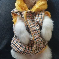 توله سگ سالم و بازیگوش