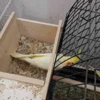 عروس هلندی مولد جفت