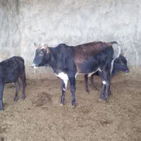 گاو گوساله|حیوانات مزرعه|سرفاریاب, |دیوار