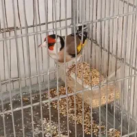 سهره نر قرص شلاقی بخون گل قفل ۳ماه قفس