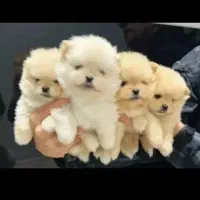 سگ کلاس A پامر