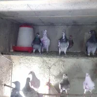 کبوتر