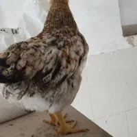 مرغ و خروس محلی تخم گذار