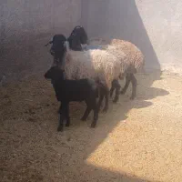 گوسفند شیشک میش بره دار