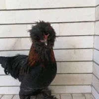 خروس و مرغ سلطان