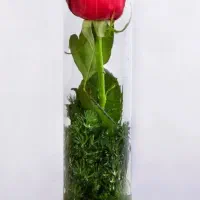 گل رز|گل و گیاه طبیعی|اصفهان, جلالیه|دیوار