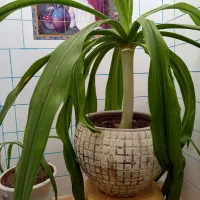 گل ذرتی|گل و گیاه طبیعی|جهرم, |دیوار