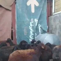 15راس میش قره قزل افشاری داشتی