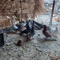 ۹ عدد کفتر کبوتر نرو ماده|پرنده|کهنوج, |دیوار