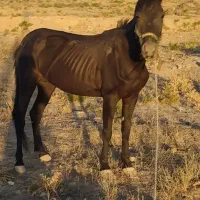 اسب ماده سن 6به7