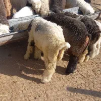 بره|حیوانات مزرعه|اهواز, کوی باهنر|دیوار