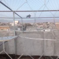 کبوترکلاغ ماده