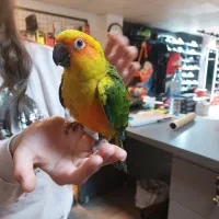 طوطی خورشیدی|پرنده|تهران, یوسفآباد|دیوار