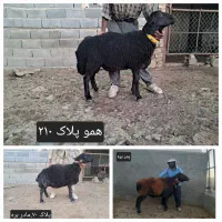 بره قوچ همو زیگوت(چند قلوزا)