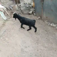 بز جوان  ،گوسفند ،بره ،قیمت 1ملیون 800