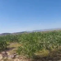 ۱۰۰ قصب زمین پسته ای با نیم حبه آب