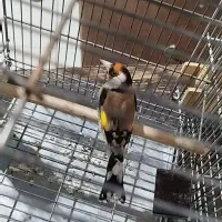 سهره سرسیاه جفت خوره سهره