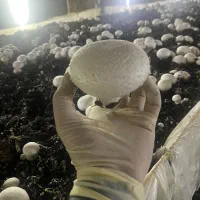 اجاره سالن پرورش قارچ|اجارهٔ دفتر صنعتی، کشاورزی، تجاری|باسمنج, |دیوار