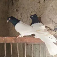 دسته رنگی ۶۰تایی|پرنده|اهواز, گلستان|دیوار
