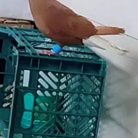 اشعل سرخ نر درجه یک