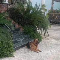 سگ ژرمن گمشده