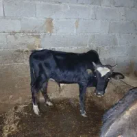 ورزا کوله گاو شکمدار