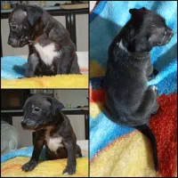 واگذاری توله پیتبول|سگ|ساری, |دیوار