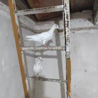 مغلف