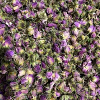 غنچه گل محمدی