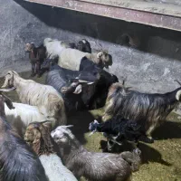 بز کهره دار شیردار