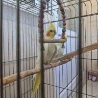 طوطی نژاد لوتینو|پرنده|اسلامآباد غرب, |دیوار