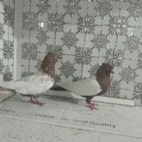 جفت سینه ای|حیوانات|اهواز, کوی جانبازان(دانش)|دیوار