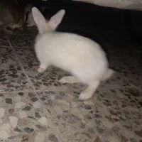 خرگوش