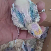 جوجه عروس هلندی سرلاکی|پرنده|داراب, |دیوار