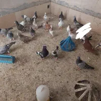 کفتر