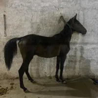 اسب نریون دو ساله کرد