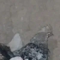 مرغ تخمکن ودو خروس درشت جوان ۷ماه|حیوانات مزرعه|خمینی‌شهر, |دیوار